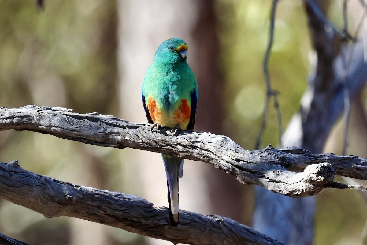 Mulga Parrot - ML638388455