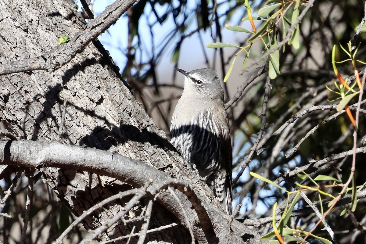 White-browed Treecreeper - ML638388458
