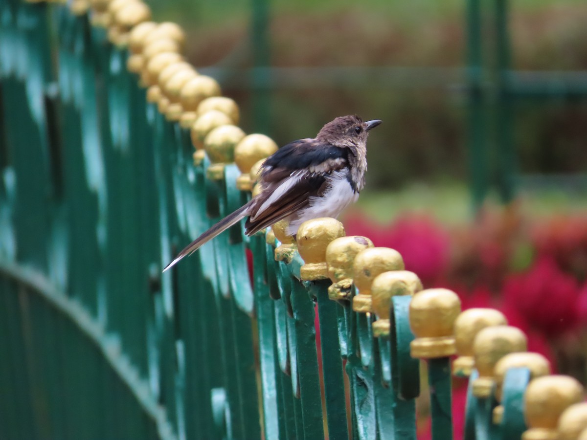 Oriental Magpie-Robin - ML638388462