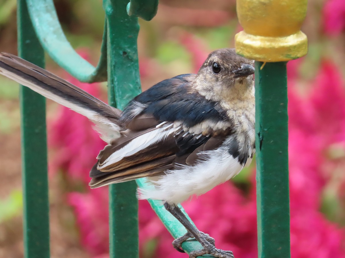 Oriental Magpie-Robin - ML638388463
