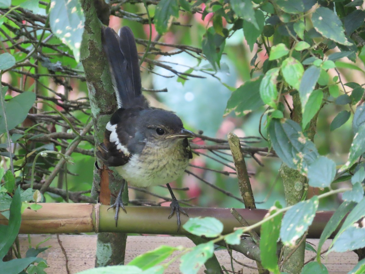 Oriental Magpie-Robin - ML638388464