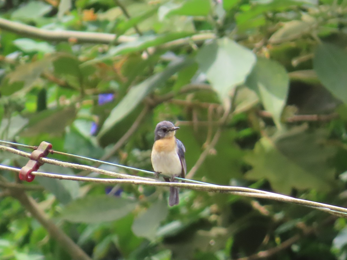 Tickell's Blue Flycatcher - ML638388467