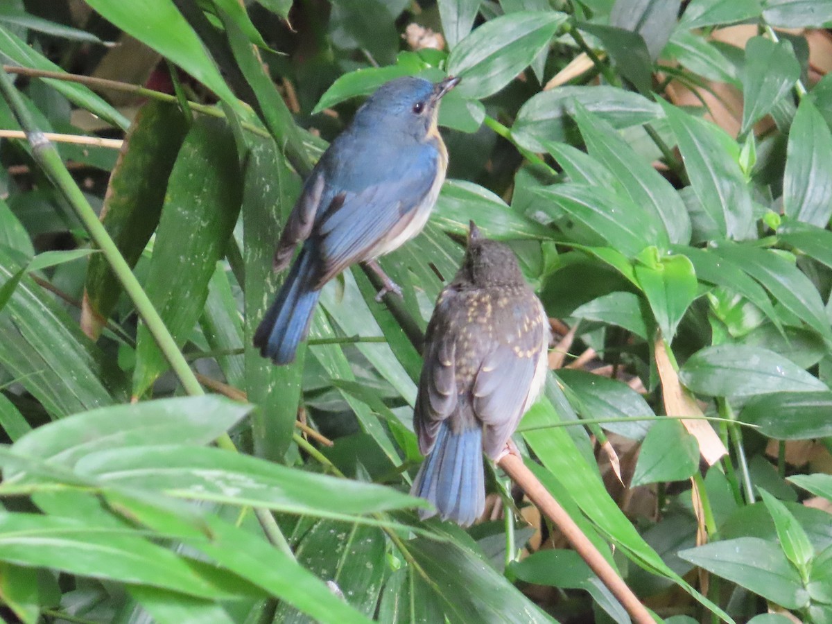Tickell's Blue Flycatcher - ML638388468
