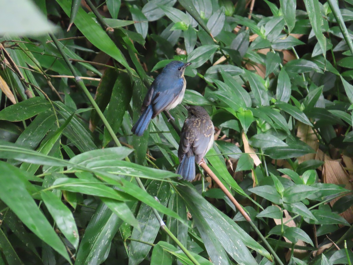 Tickell's Blue Flycatcher - ML638388469