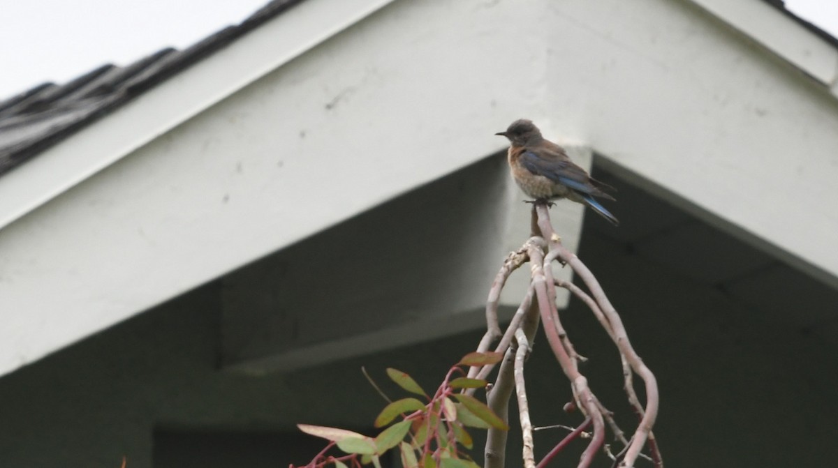 Western Bluebird - ML638388470
