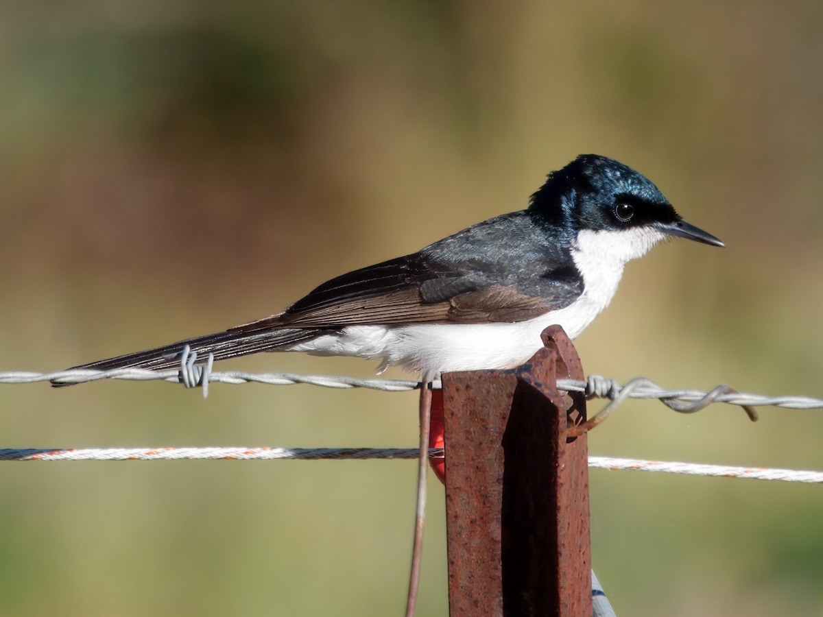 Restless Flycatcher - ML638388471