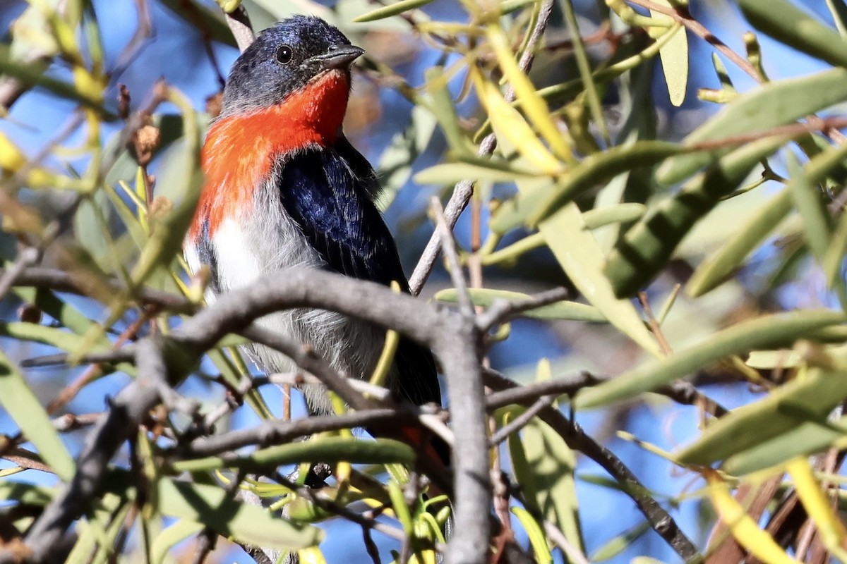 Mistletoebird - ML638388472