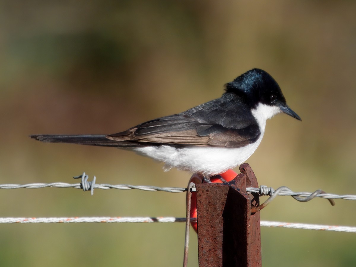 Restless Flycatcher - ML638388476