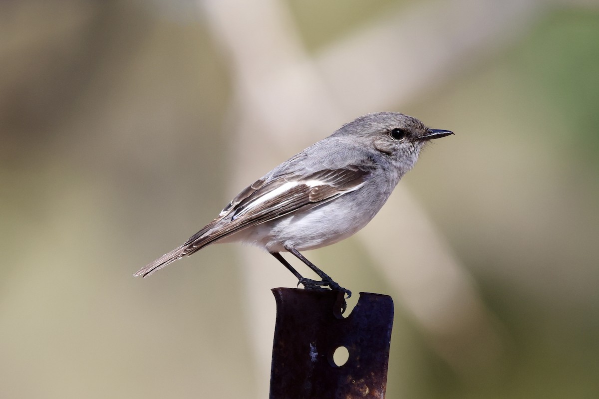Hooded Robin - ML638388479