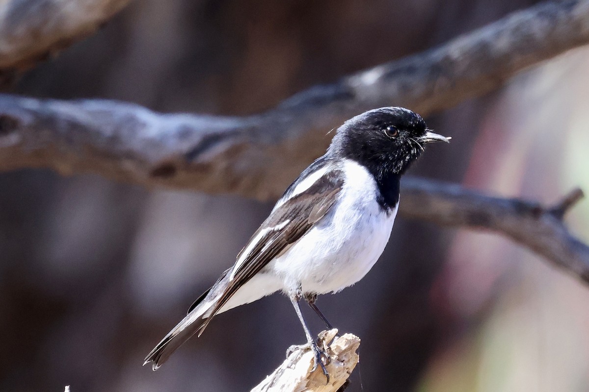 Hooded Robin - ML638388480