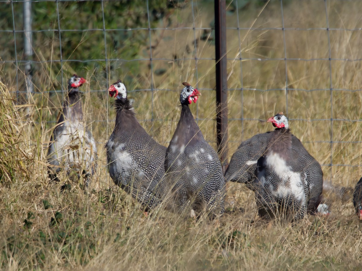 Helmeted Guineafowl (Domestic type) - ML638388485