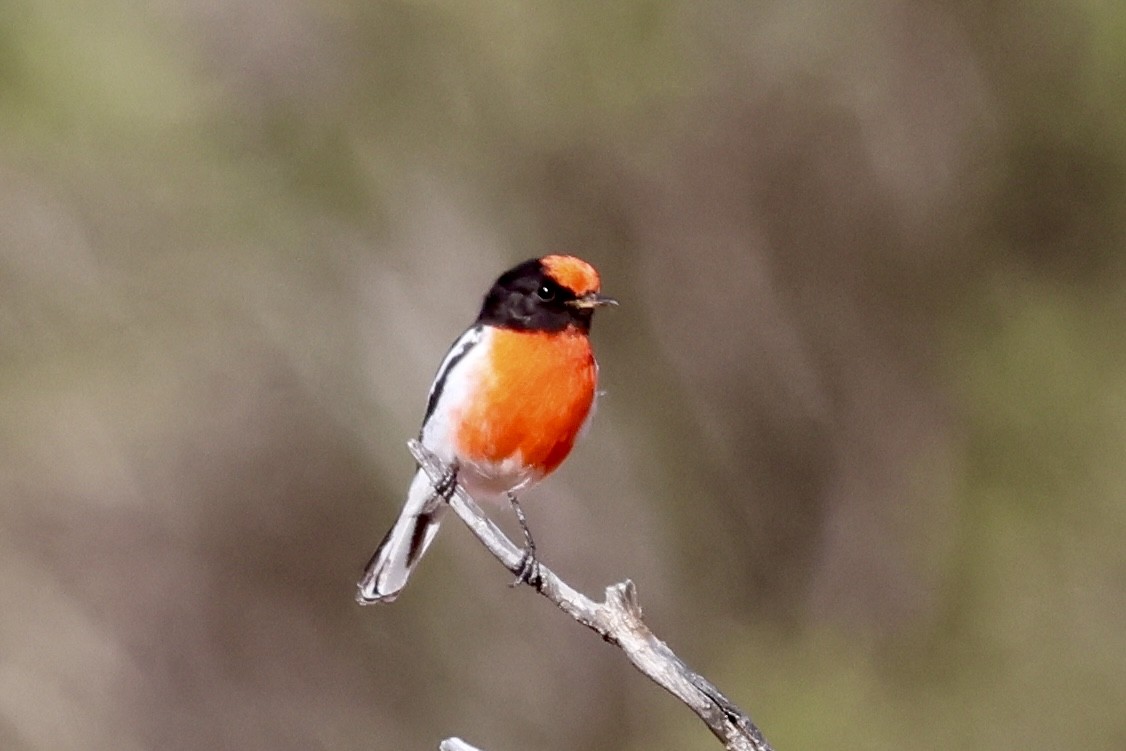 Red-capped Robin - ML638388486