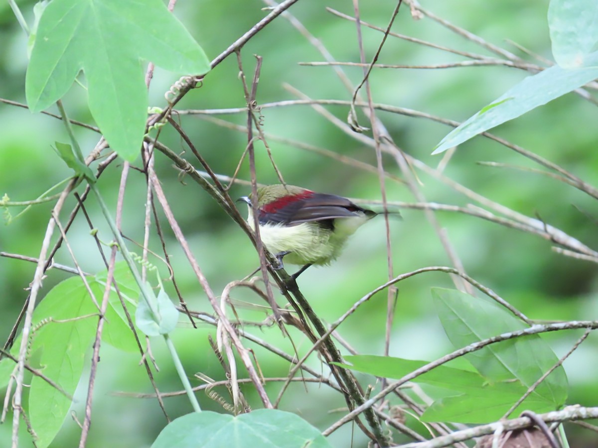 Crimson-backed Sunbird - ML638388487