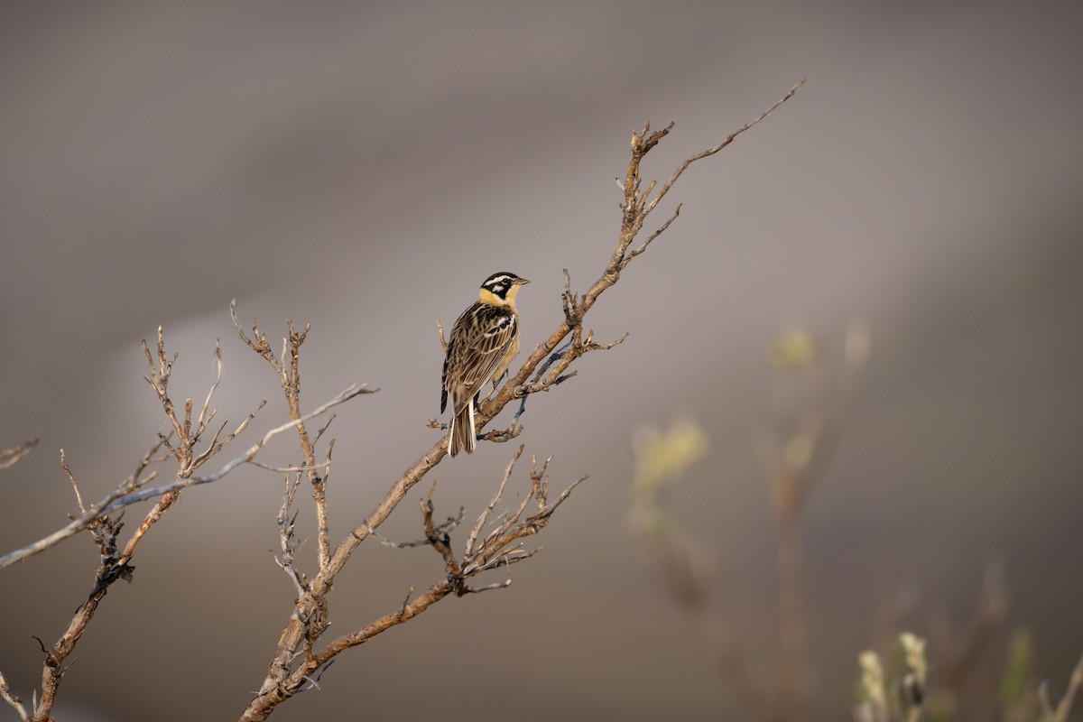 Smith's Longspur - ML638388489