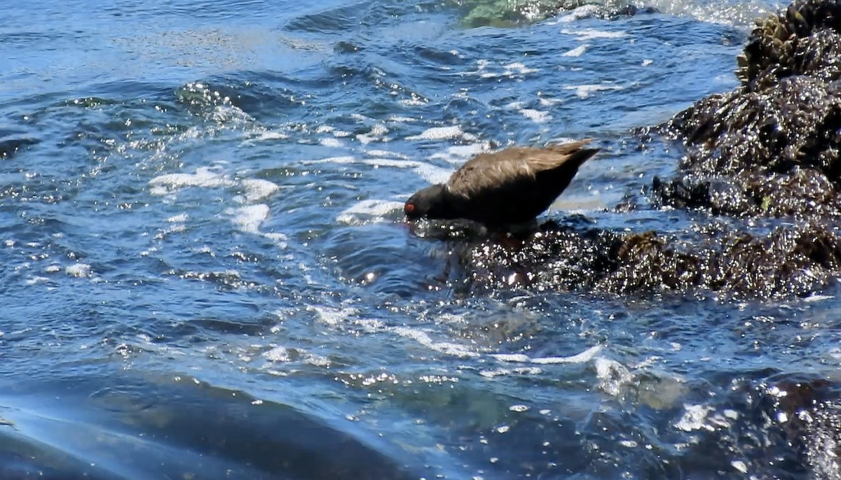 Black Oystercatcher - ML638388501