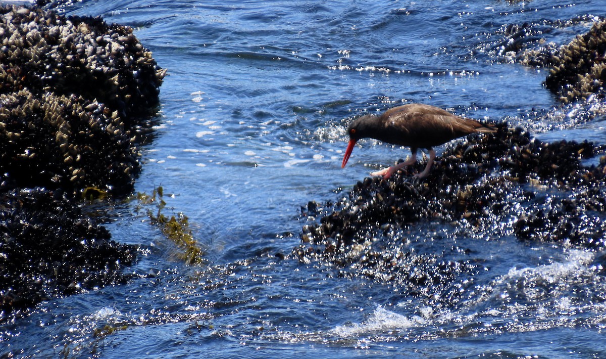 Black Oystercatcher - ML638388503