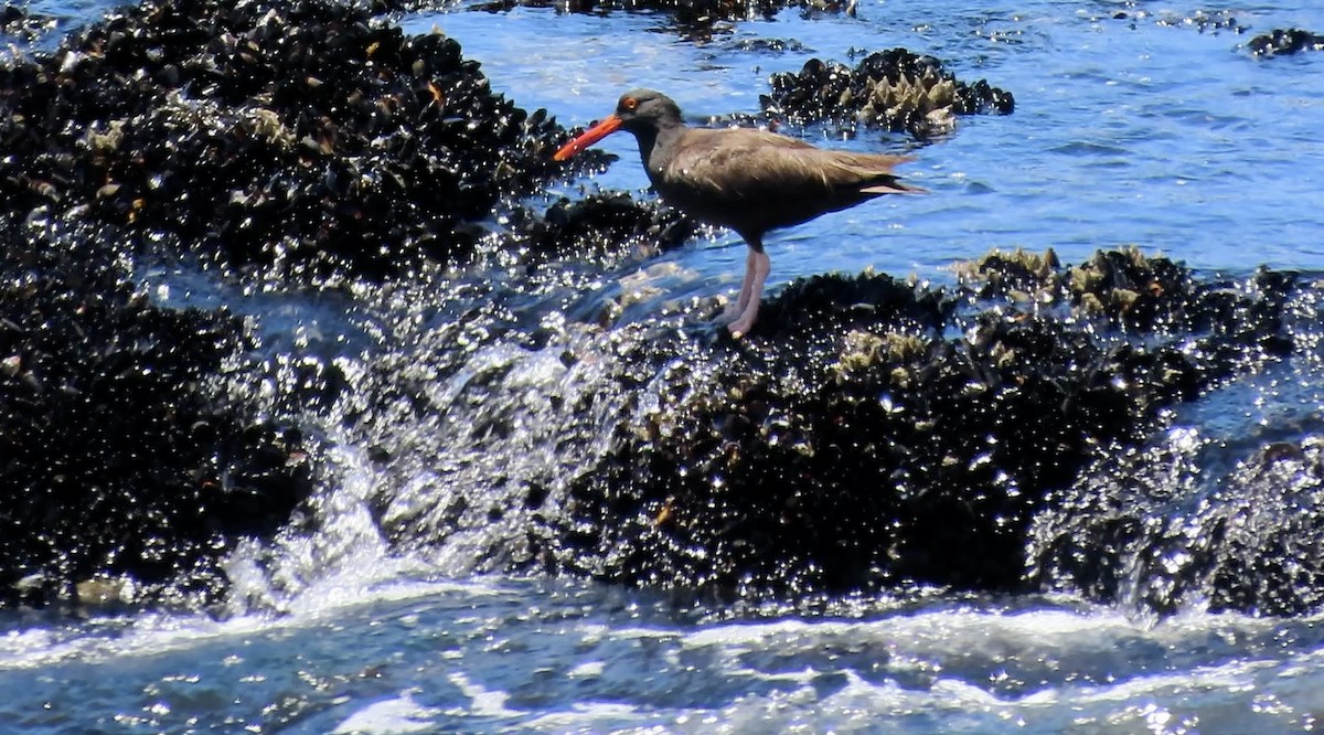 Black Oystercatcher - ML638388505