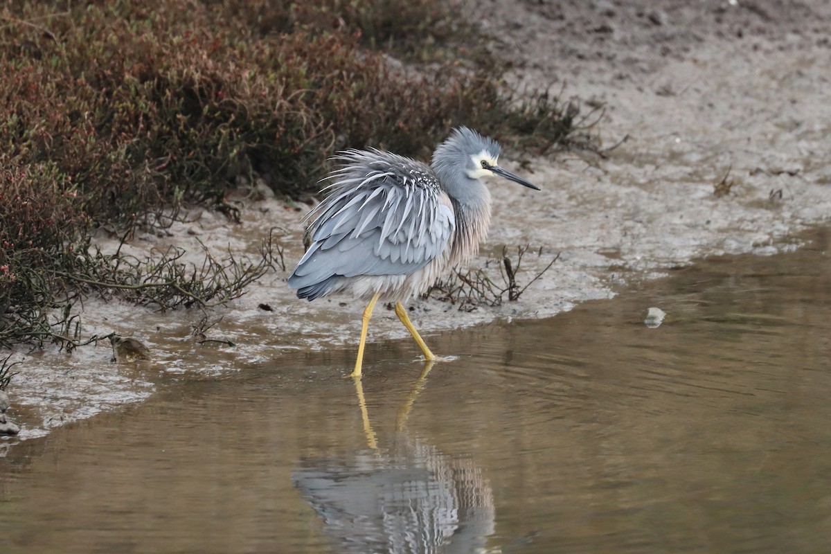 White-faced Heron - ML638388506