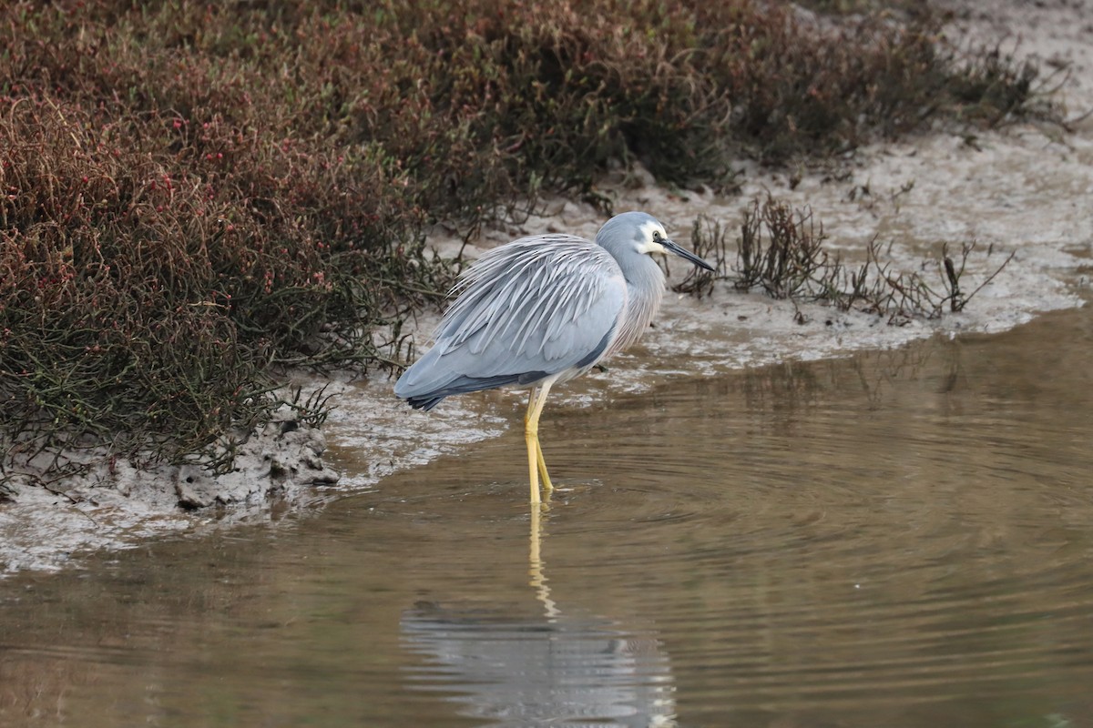 White-faced Heron - ML638388507