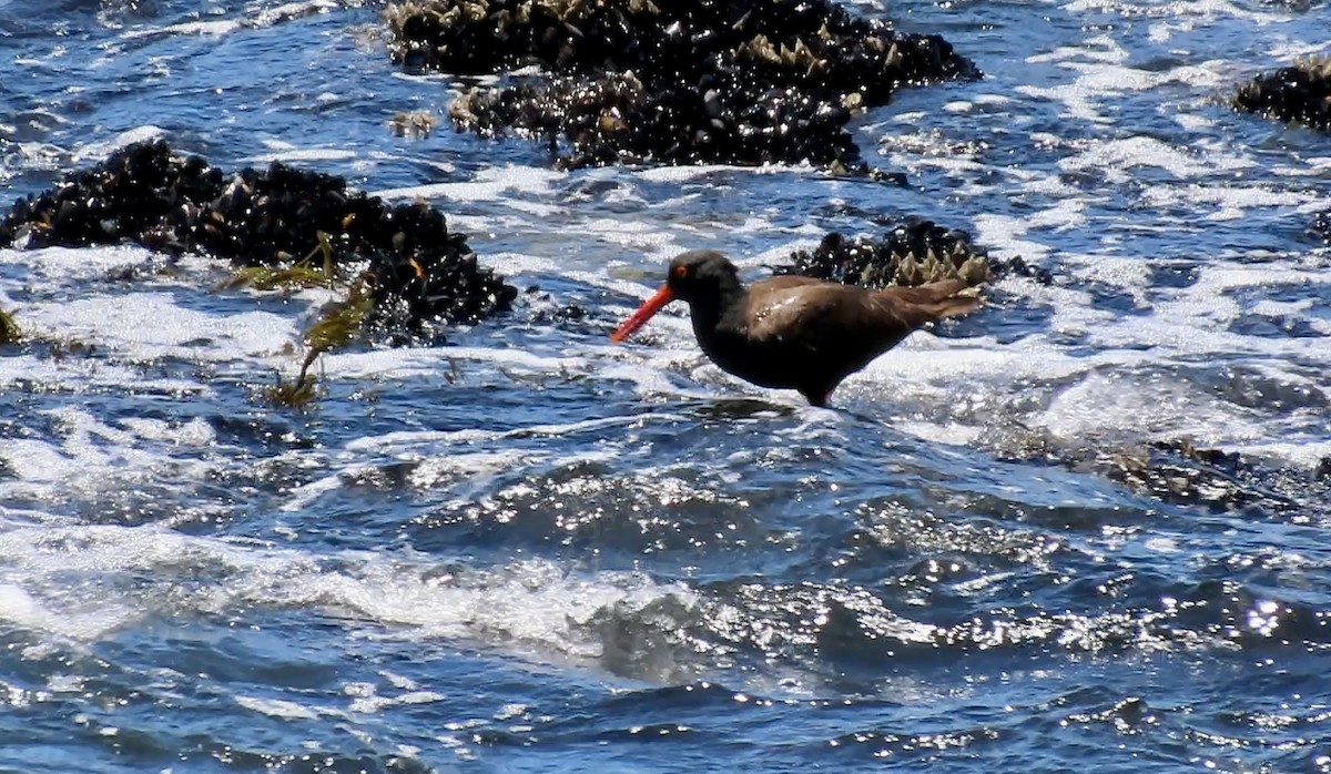 Black Oystercatcher - ML638388508