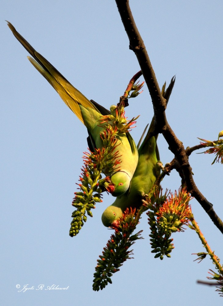 Rose-ringed Parakeet - ML63838851