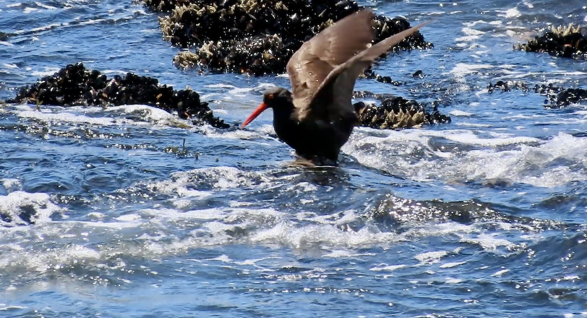 Black Oystercatcher - ML638388510