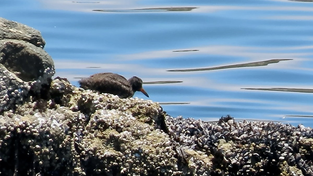 Black Oystercatcher - ML638388511
