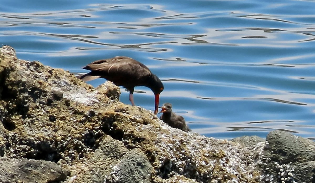 Black Oystercatcher - ML638388513