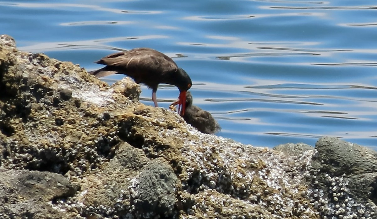 Black Oystercatcher - ML638388515