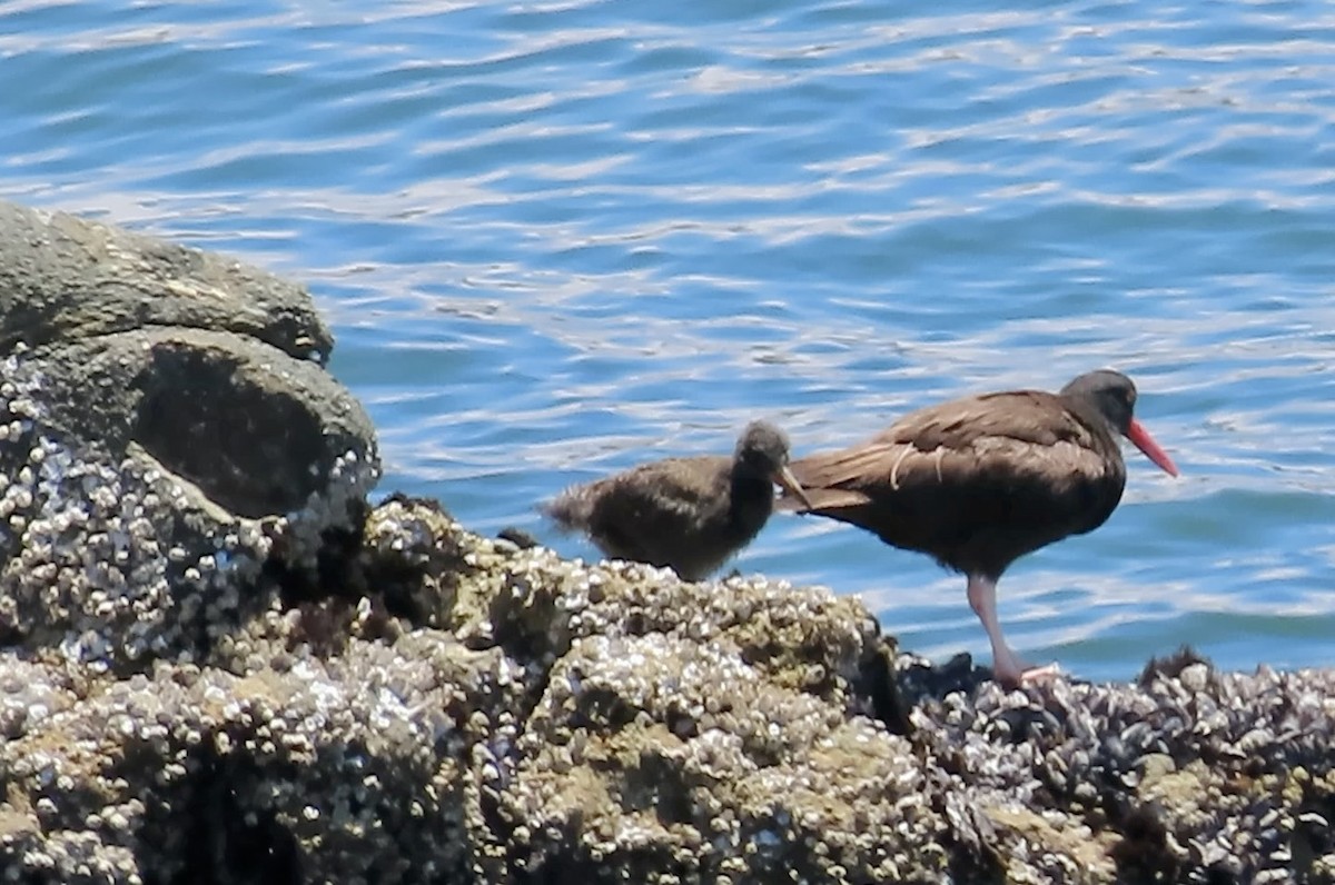 Black Oystercatcher - ML638388520