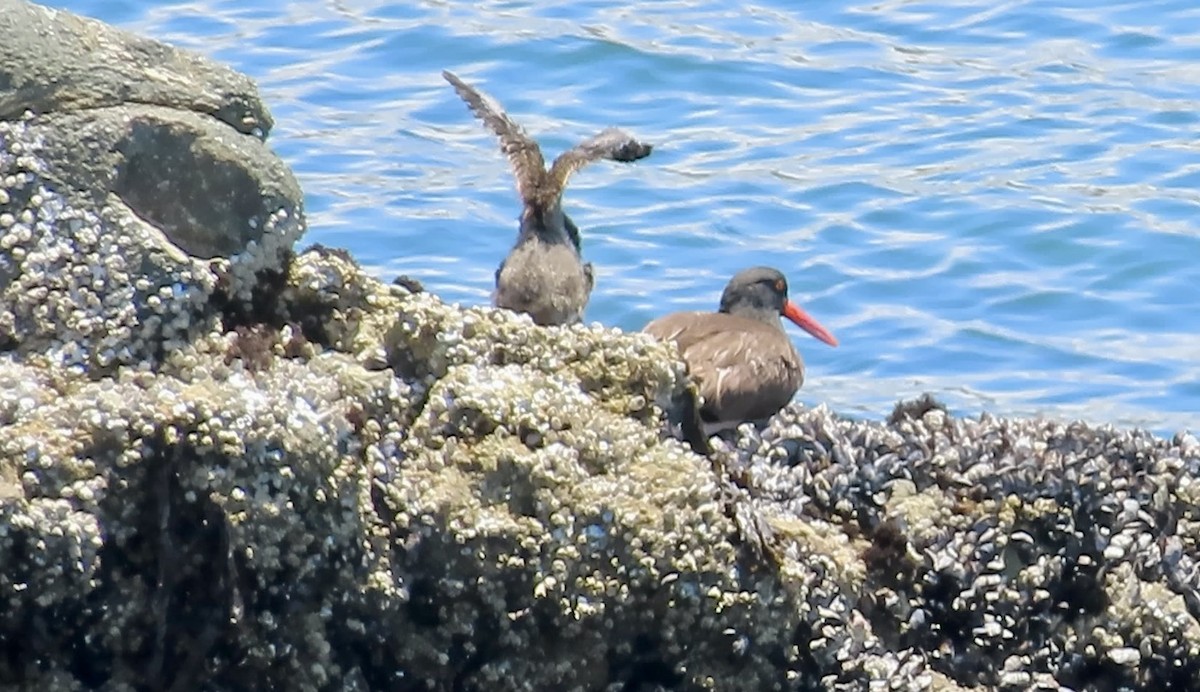 Black Oystercatcher - ML638388522