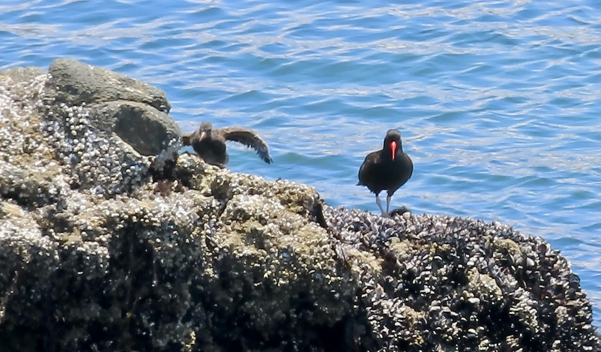 Black Oystercatcher - ML638388526