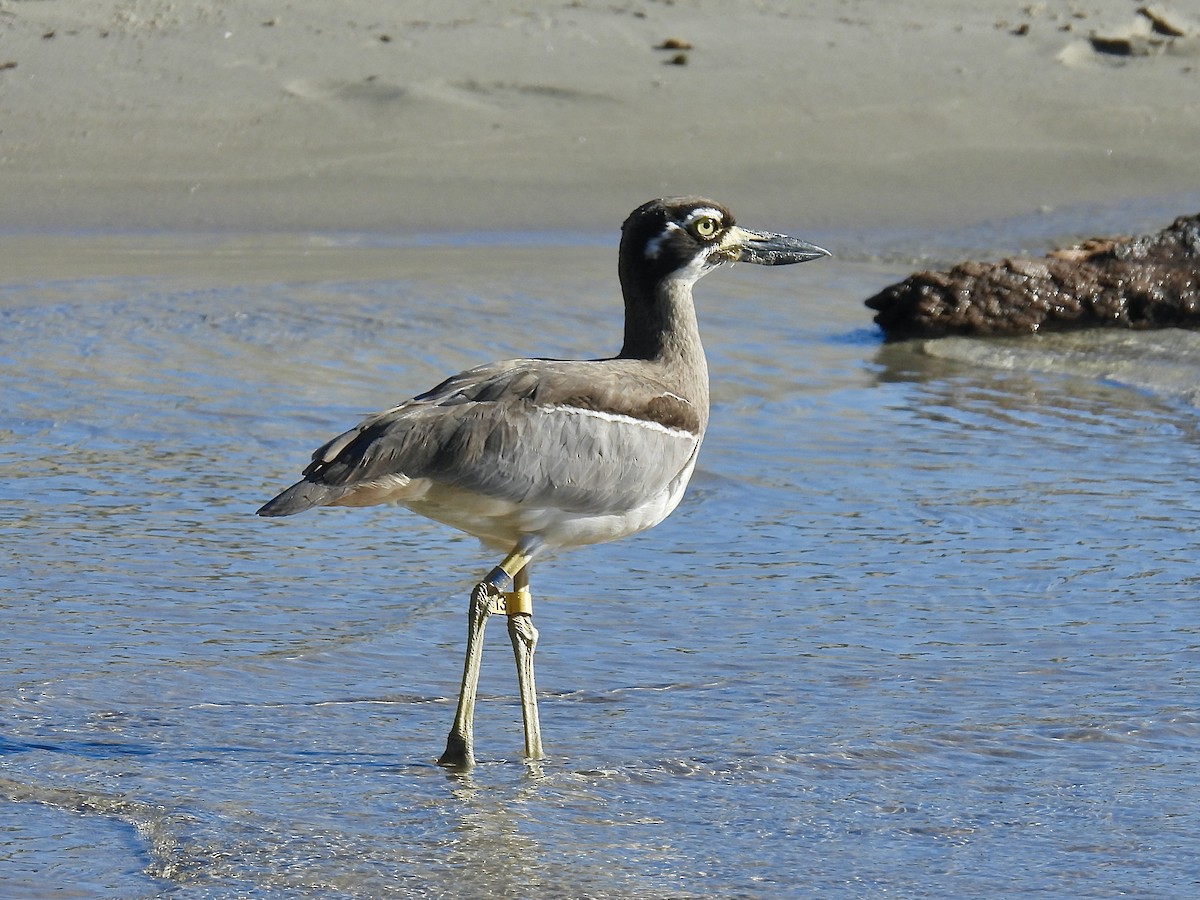 Beach Thick-knee - ML638388527