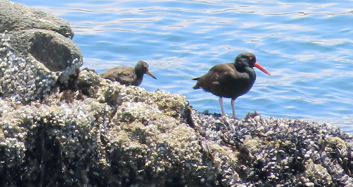 Black Oystercatcher - ML638388529