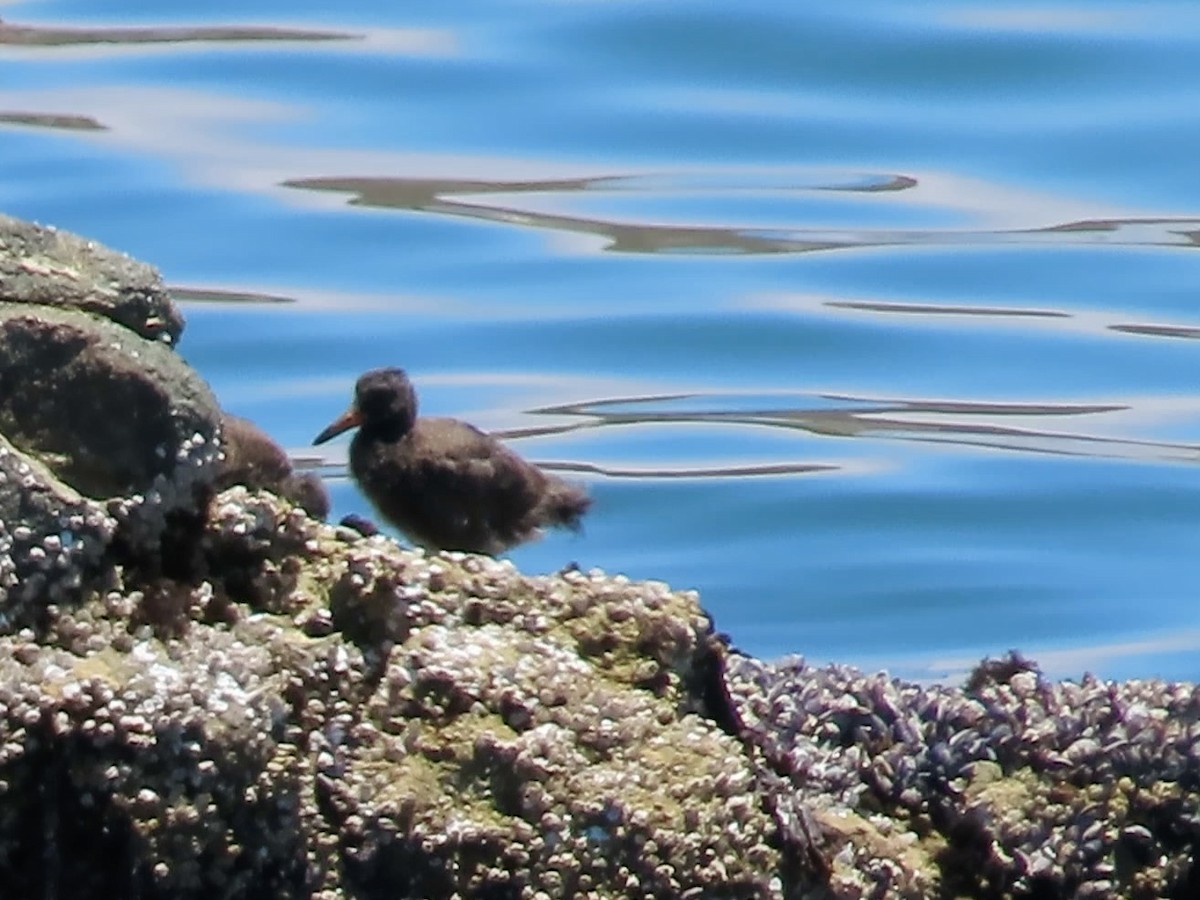Black Oystercatcher - ML638388531