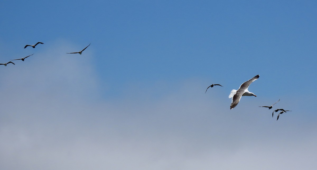 Western Gull - ML638388532