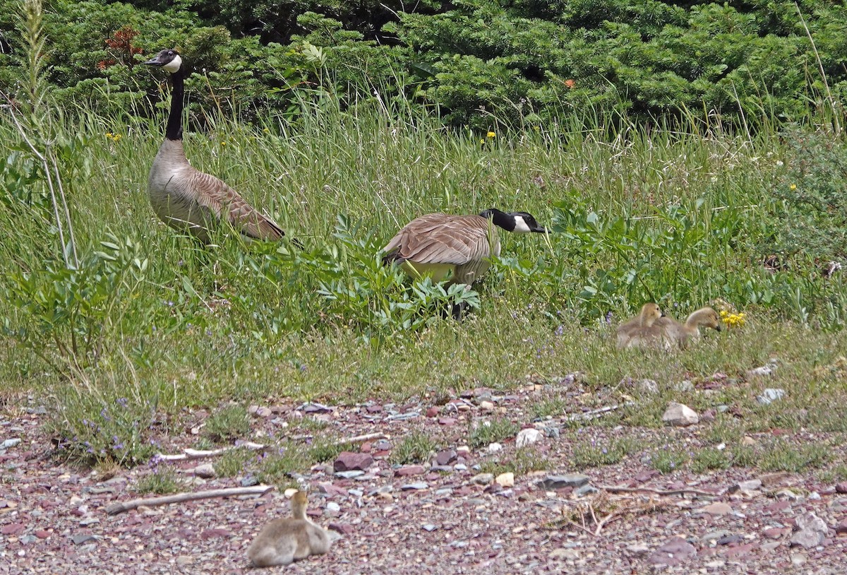 Canada Goose - ML638388605