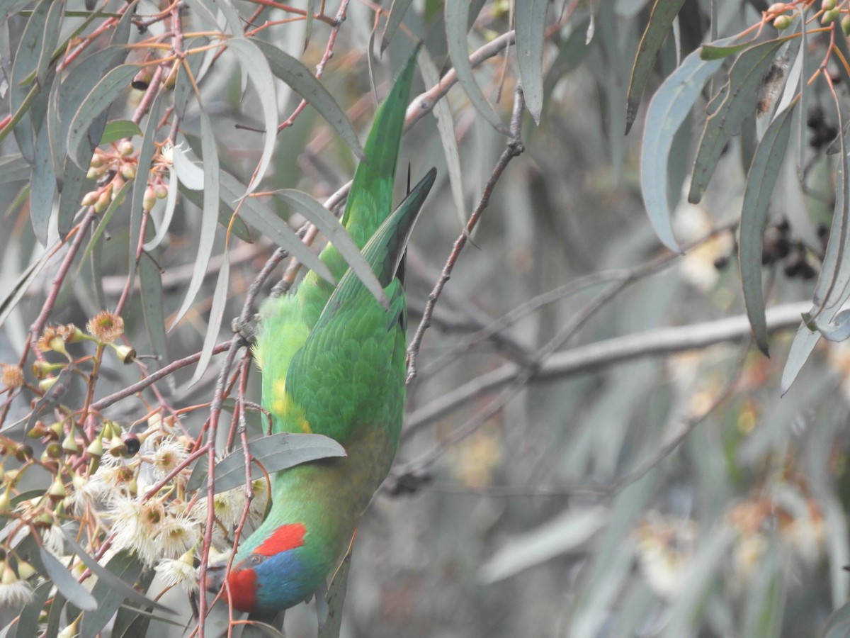 Musk Lorikeet - ML638388621