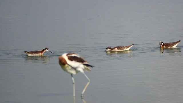 Falaropo Tricolor - ML638388626