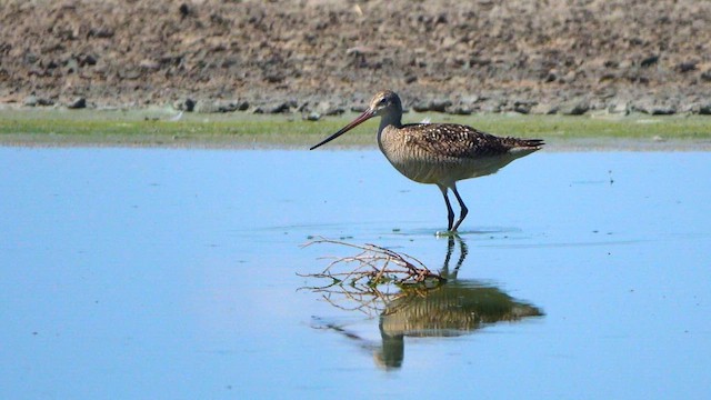 Marbled Godwit - ML638388627