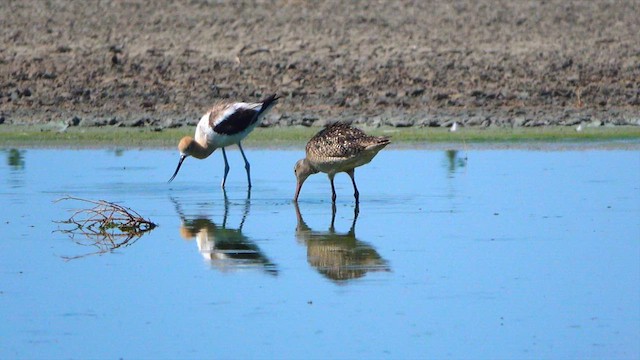 Marbled Godwit - ML638388630