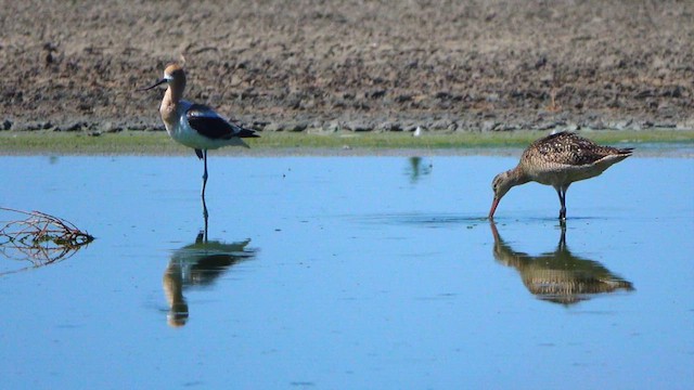Marbled Godwit - ML638388631