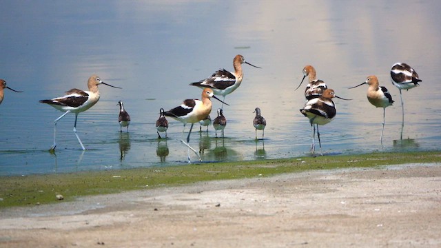 Falaropo Tricolor - ML638388633