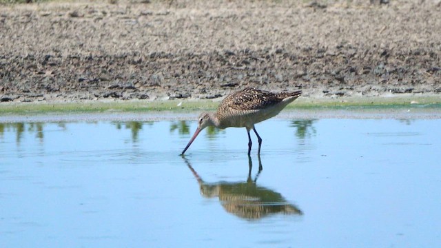 Marbled Godwit - ML638388636