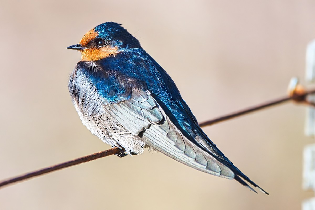Golondrina Australiana - ML638388681