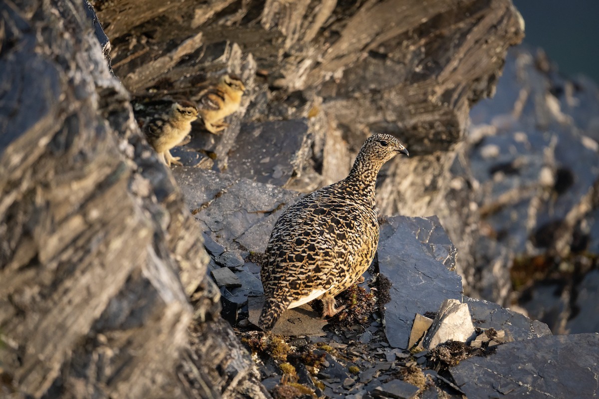 Rock Ptarmigan - ML638388743