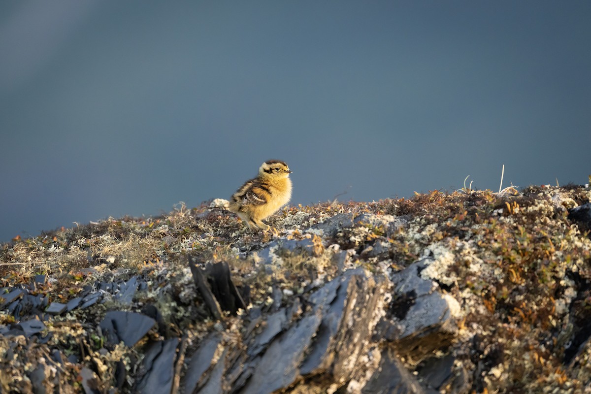Rock Ptarmigan - ML638388744