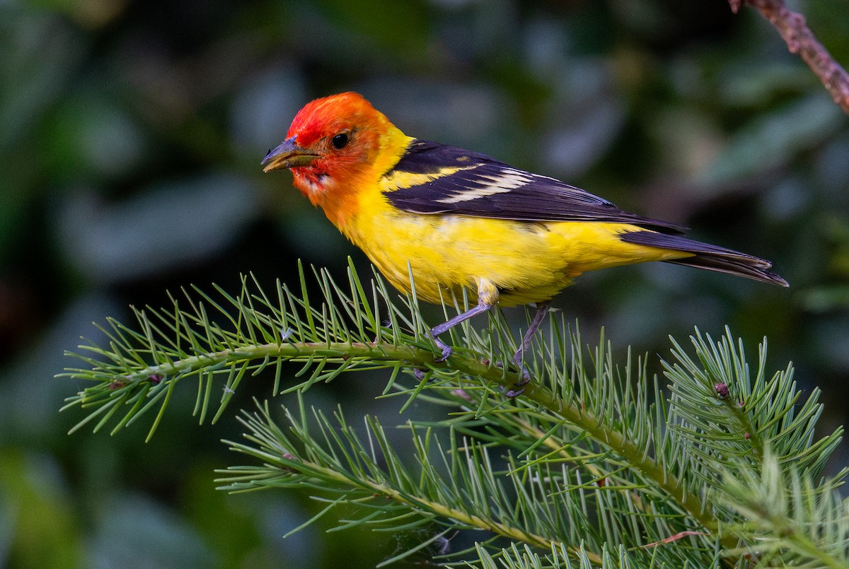 Western Tanager - ML638388755