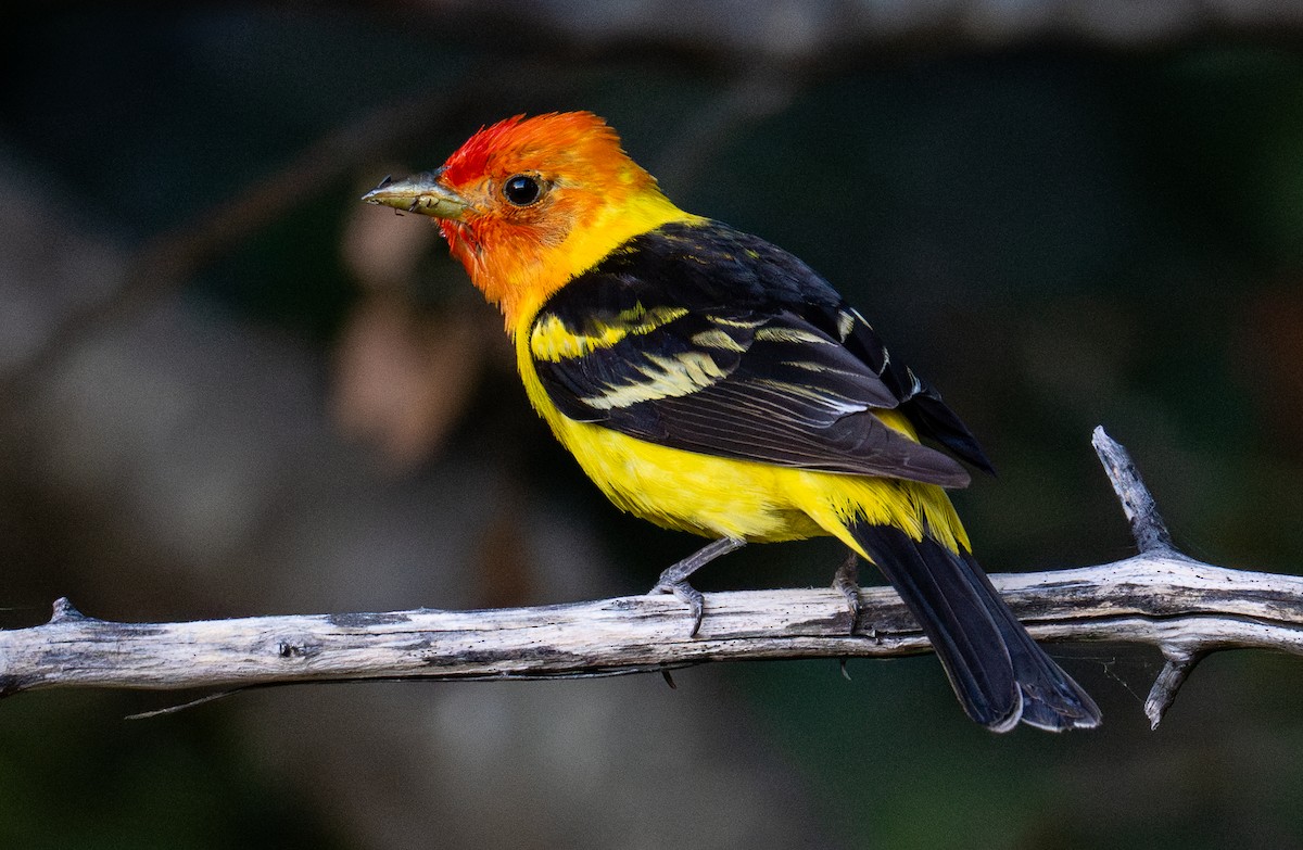 Western Tanager - ML638388756