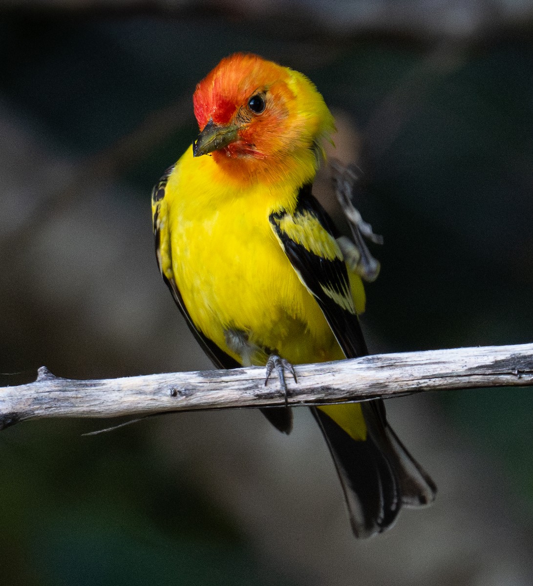 Western Tanager - ML638388758